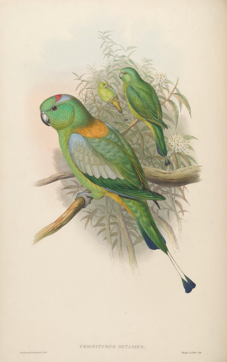 Prioniurus setarius = Prioniturus platus by John Gould