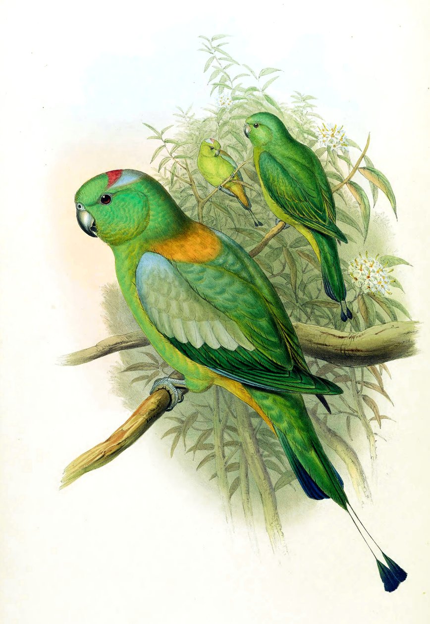 Prioniturus setarius = Prioniturus platurus by John Gould