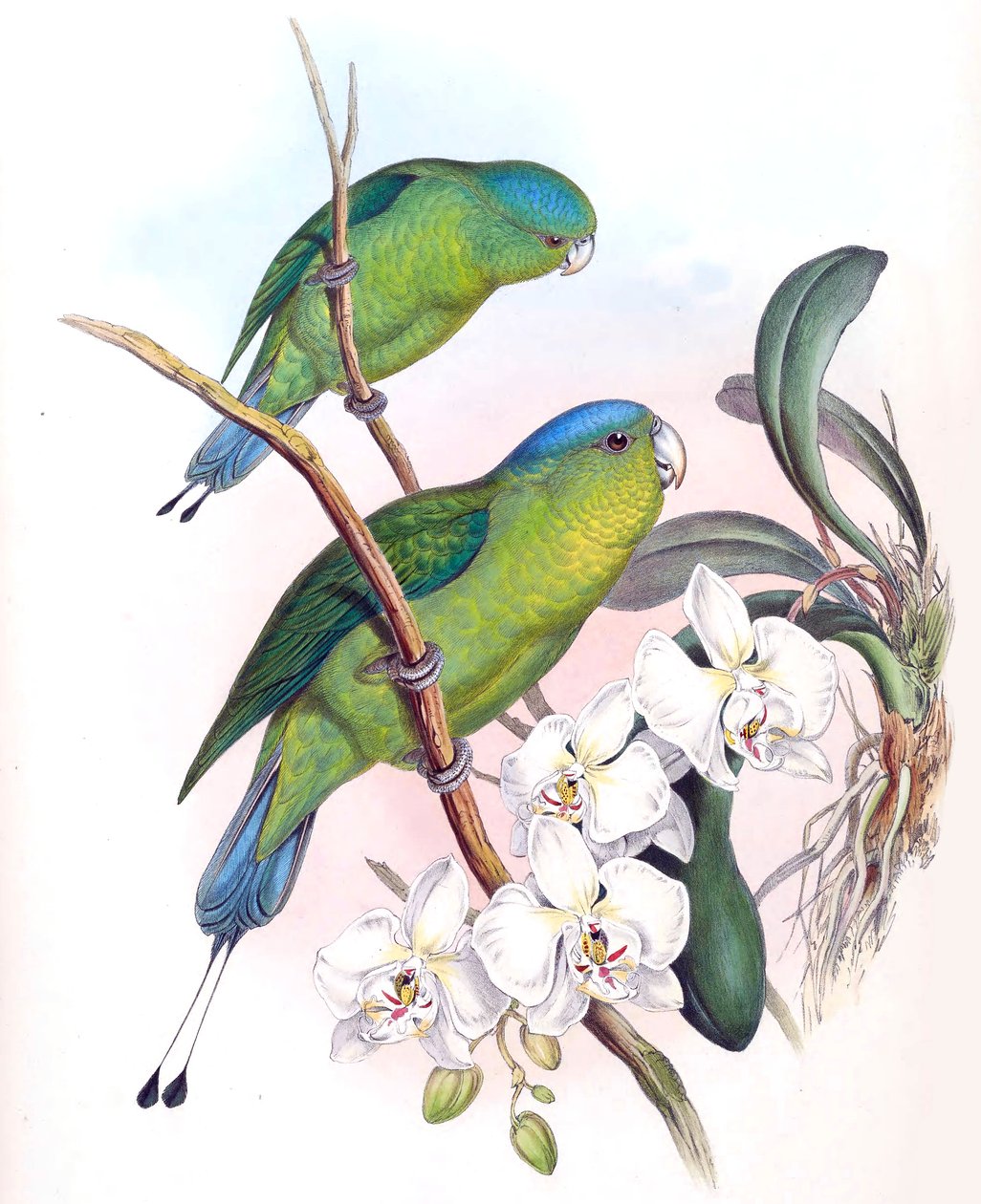 Prioniurus spatuliger = Prioniurus discurus by John Gould