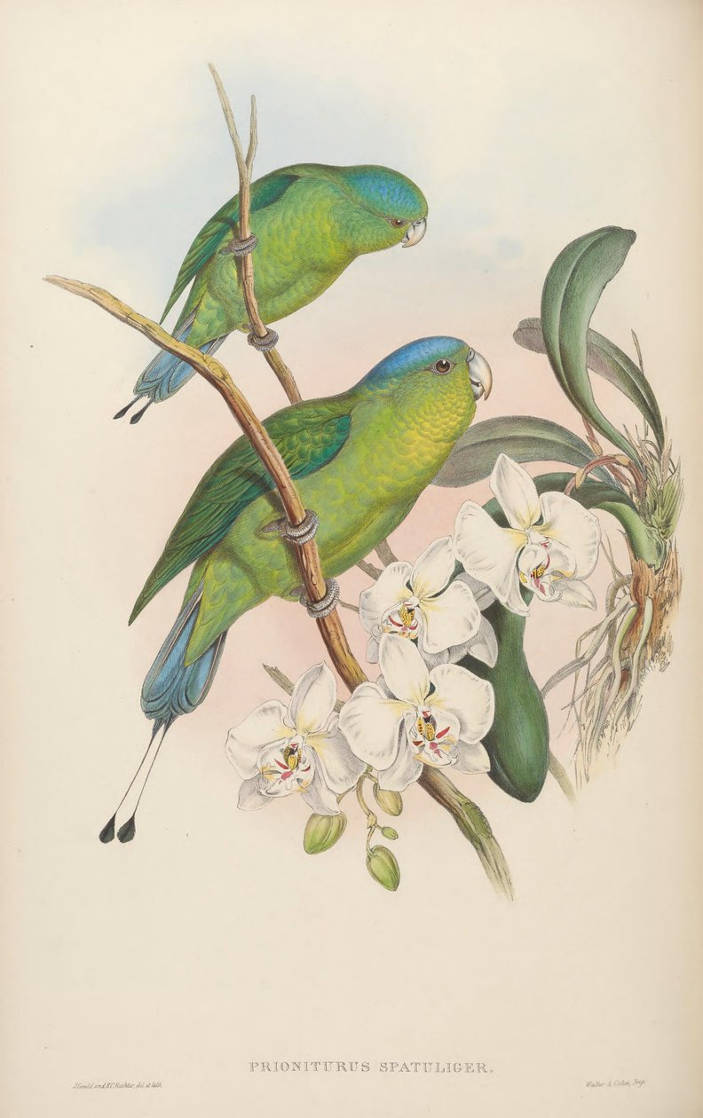 Prioniturus spatuliger = Prioniurus discurus by John Gould