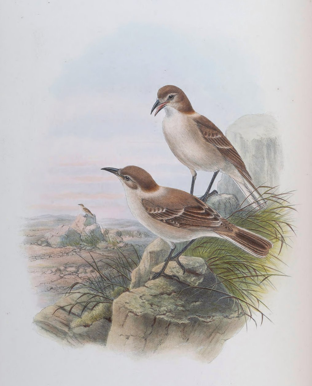 Pseudopodoces düşük (eşzamanlı Parus düşük) by John Gould