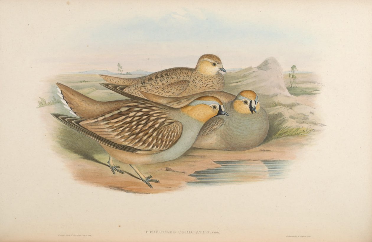 pterokles koronatus by John Gould