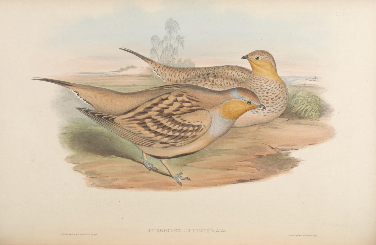 Pterocles guttatus = Pterocles senegallus by John Gould