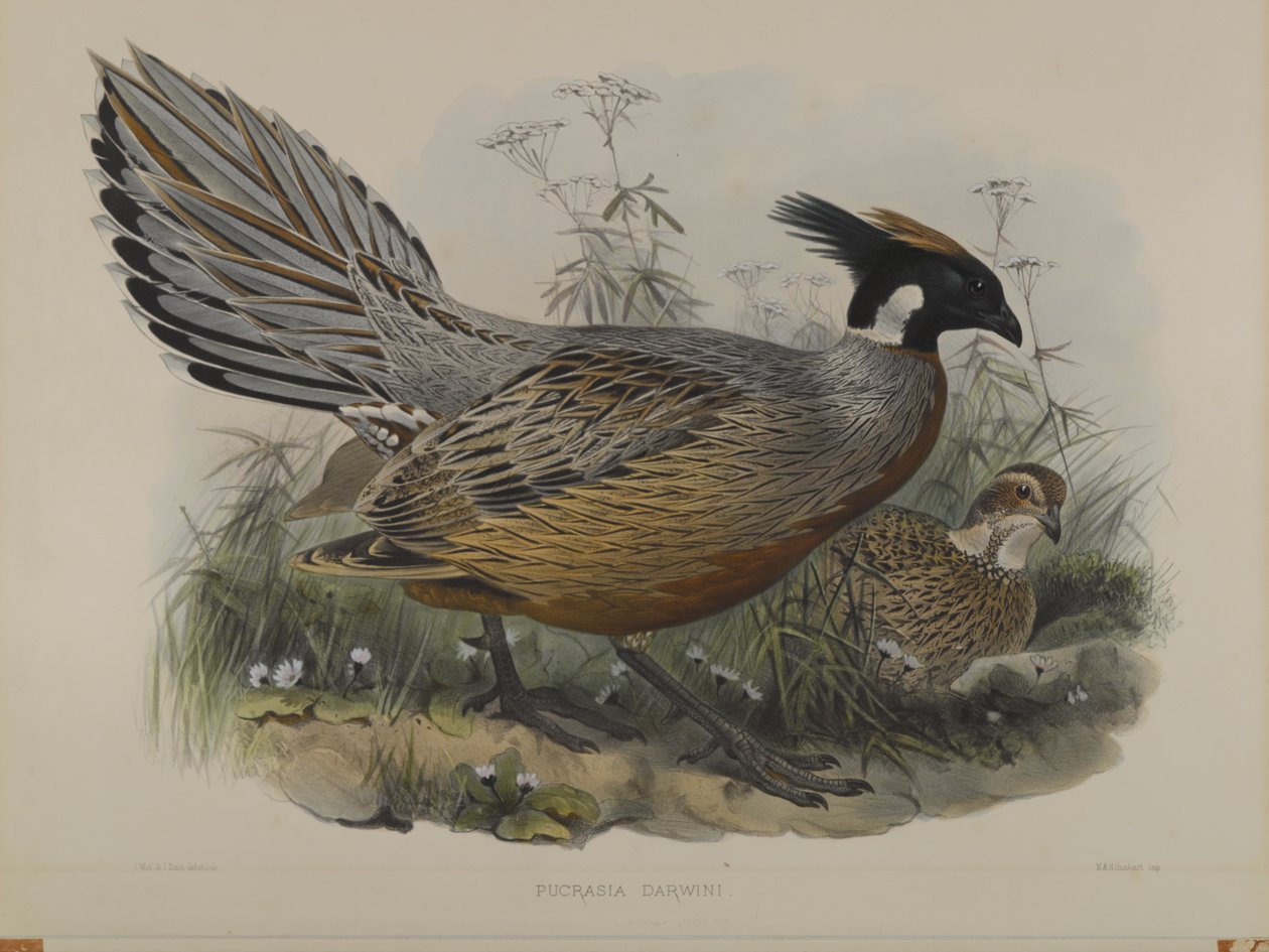 Pucrasia Darwini  by John Gould
