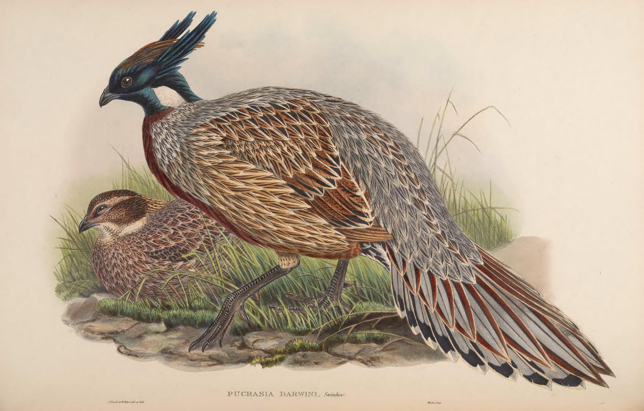 Pucrasia darwini = Pucrasia macrolopha darwini by John Gould