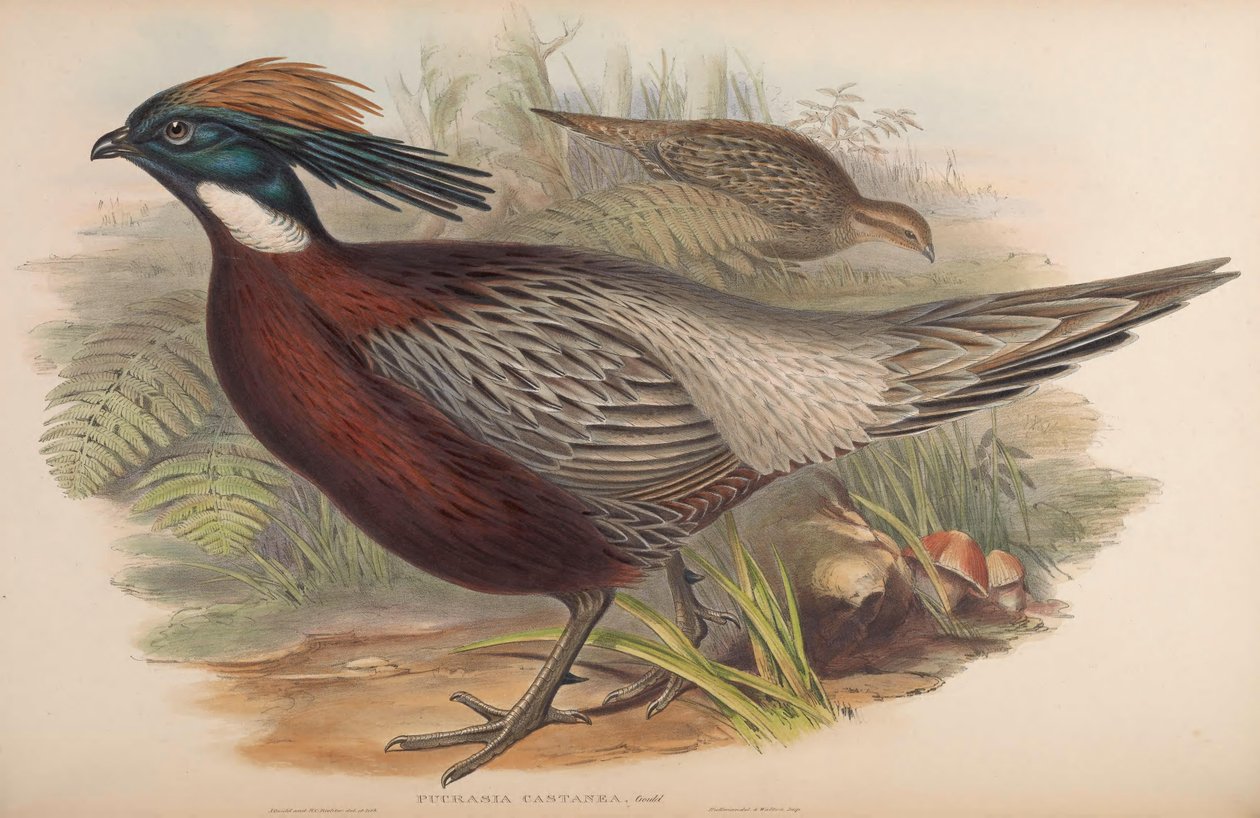 Pucrasia makrolofa by John Gould