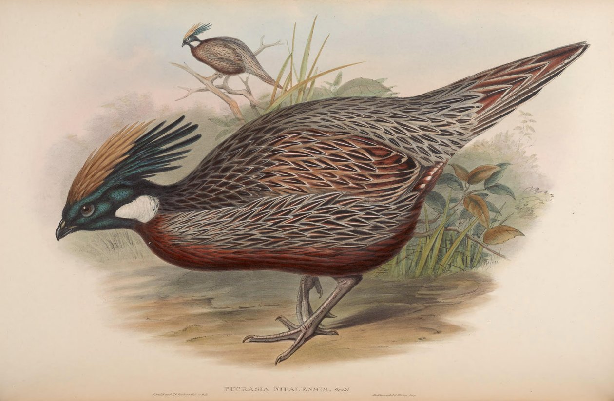 Pucrasia nipalensis = Pucrasia macrolopha nipalensis by John Gould