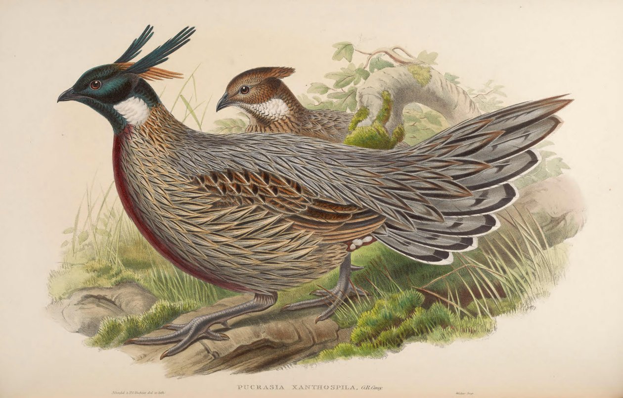 Pucrasia xanthospila = Pucrasia macrolopha xanthospila by John Gould