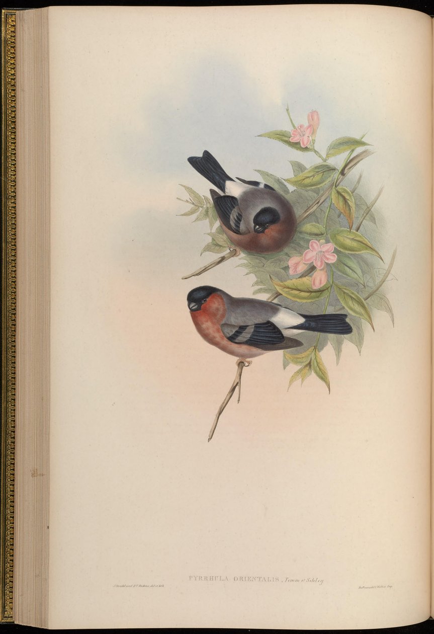 Pyrrhula orientalis = Pyrrhula pyrrhula rosacea by John Gould