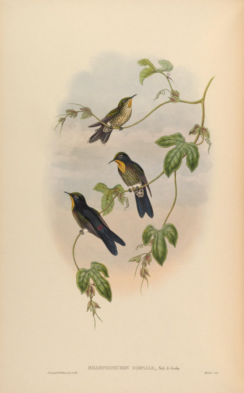 Dorsal Ramfomikron by John Gould