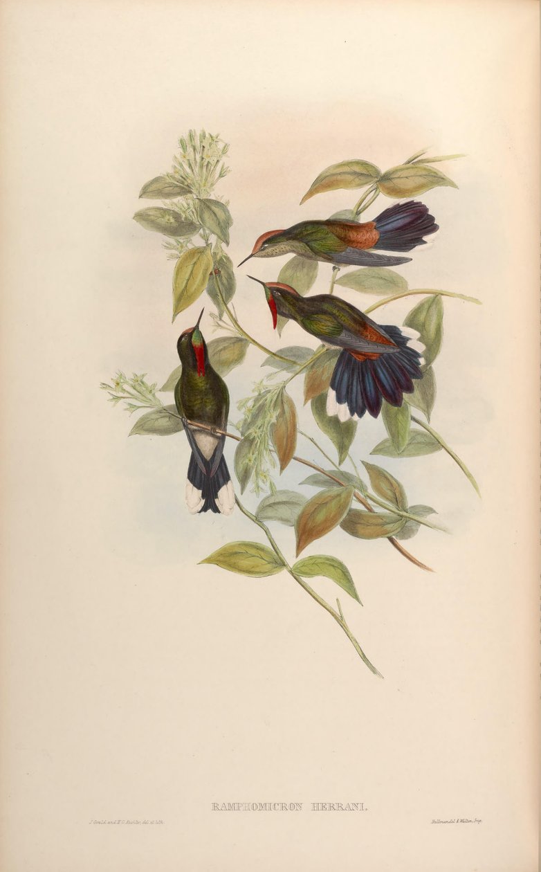 Ramphomicron herrani = Chalcostigma herrani by John Gould