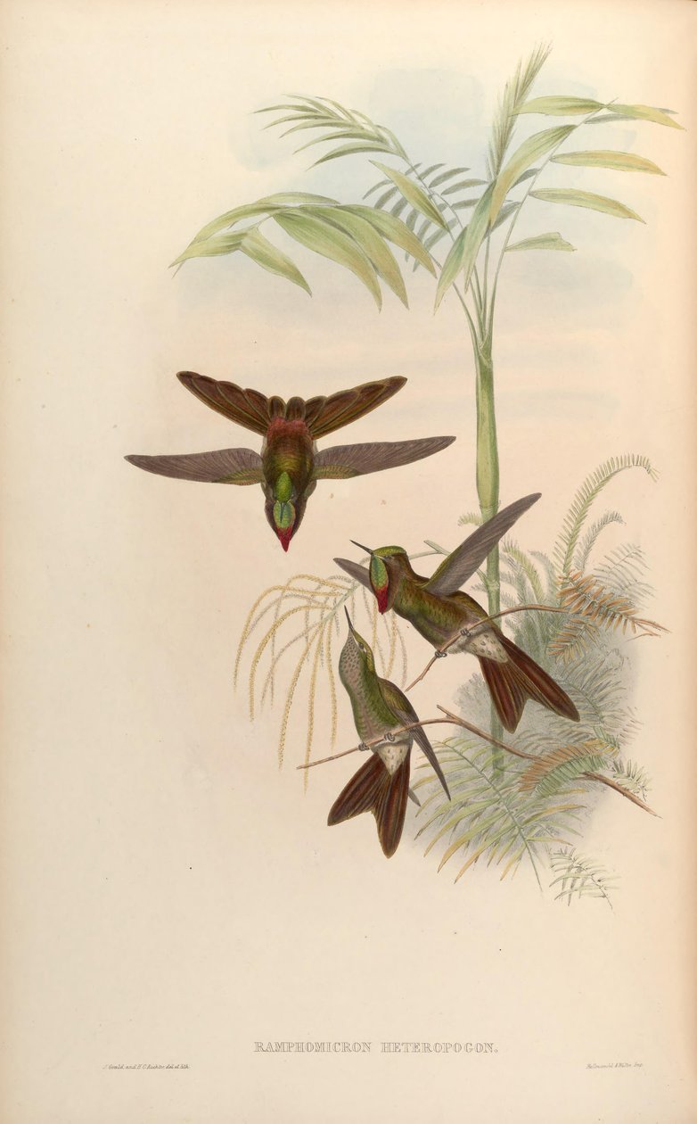 Ramphomicron heteropogon = Chalcostigma heteropogon by John Gould