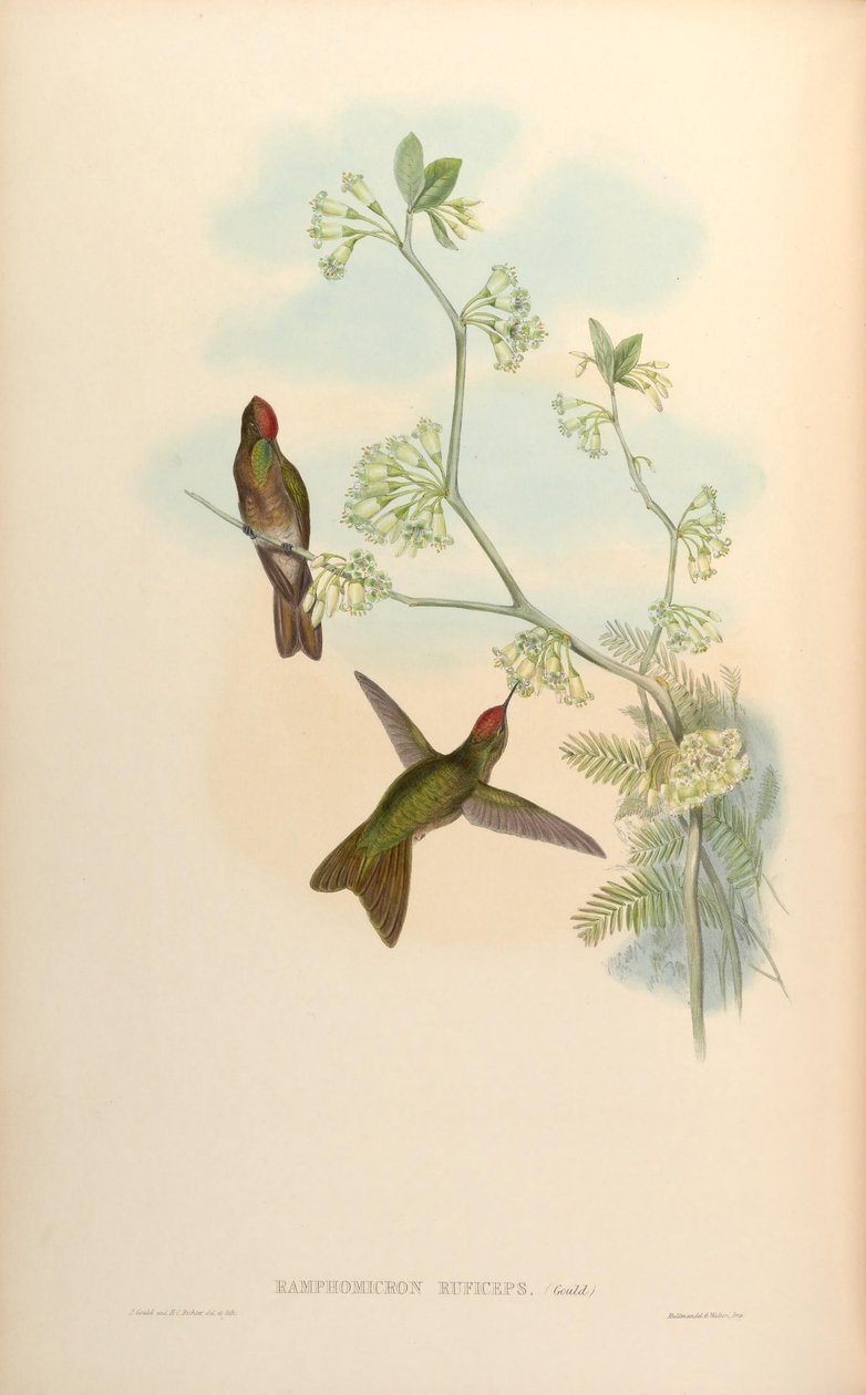 Ramphomicron ruficeps = Chalcostigma ruficeps by John Gould