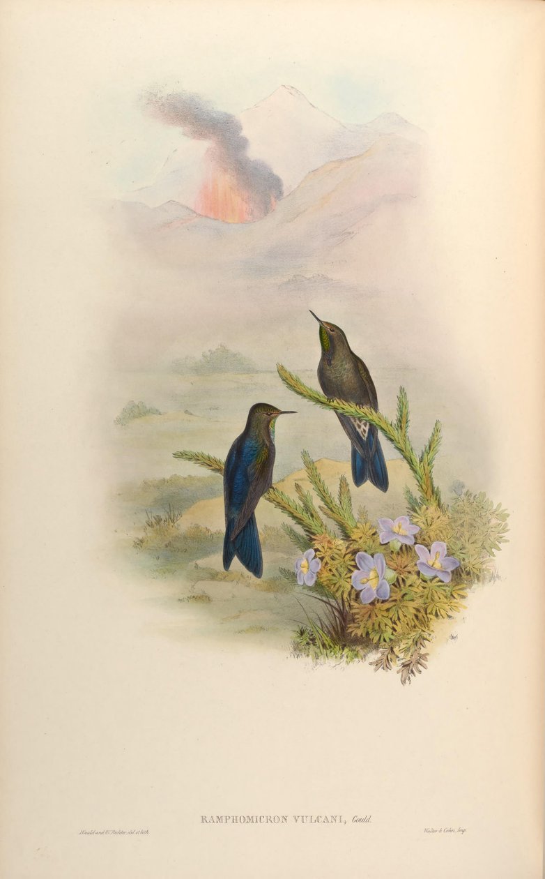 Ramphomicron yanardağları = Chalcostigma stanleyi yanardağları by John Gould