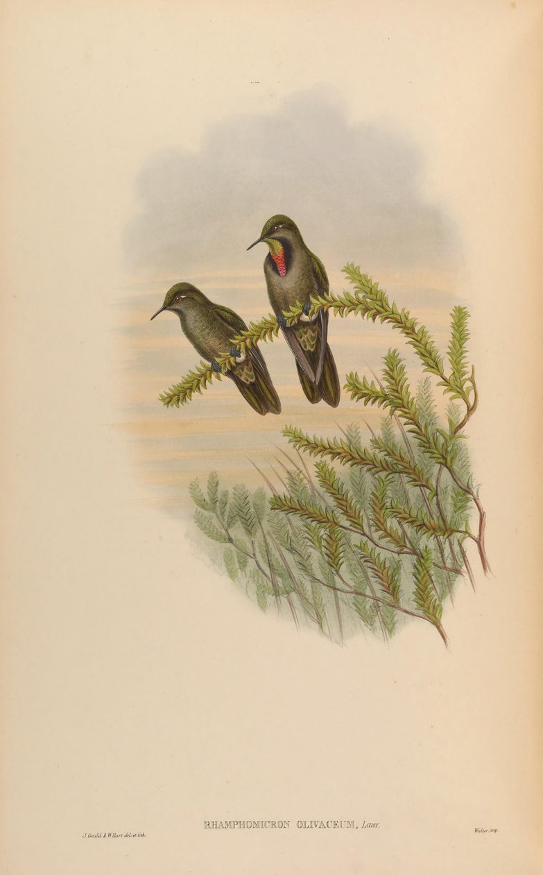 Rhamphomicron olivaceum = Chalcostigma olivaceum by John Gould