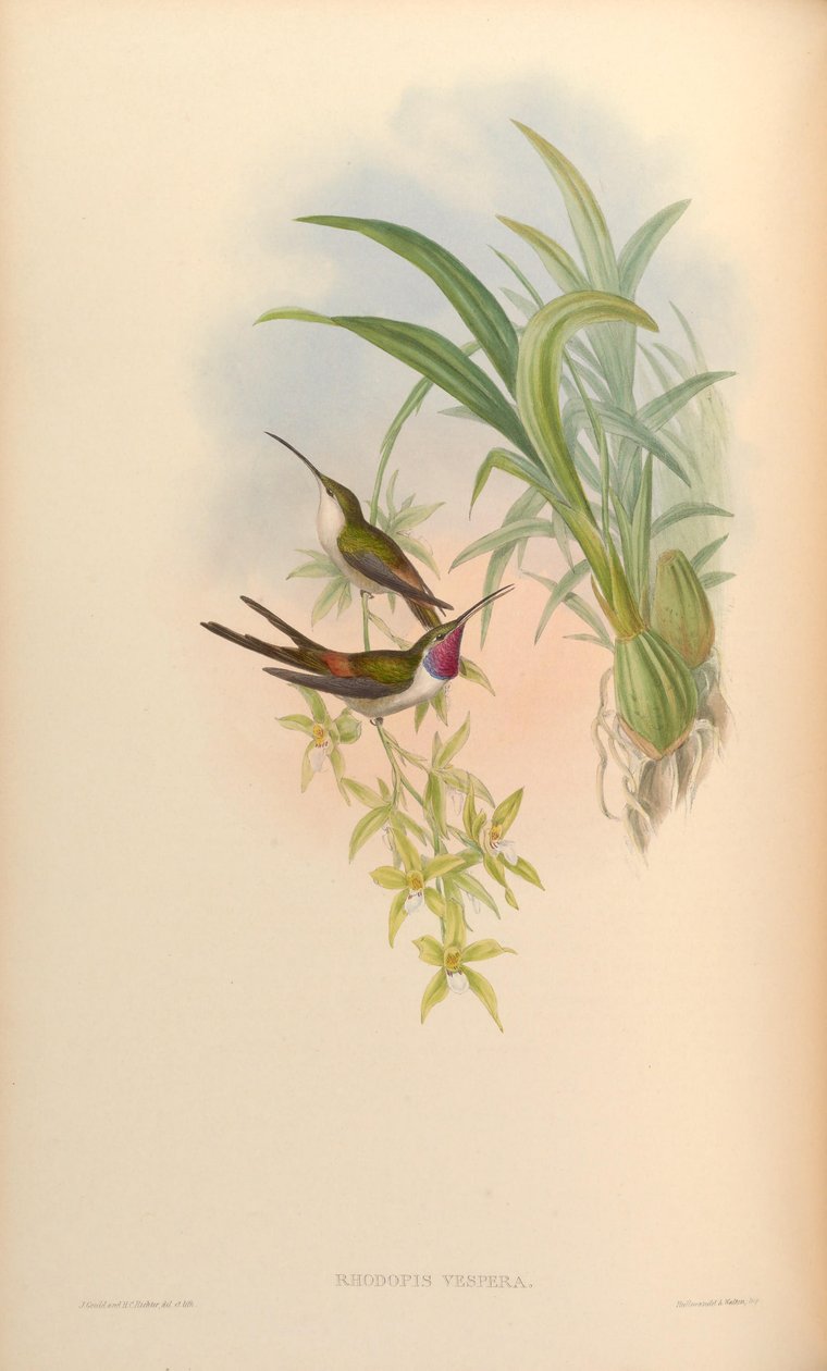 Rodop akşam yemeği by John Gould
