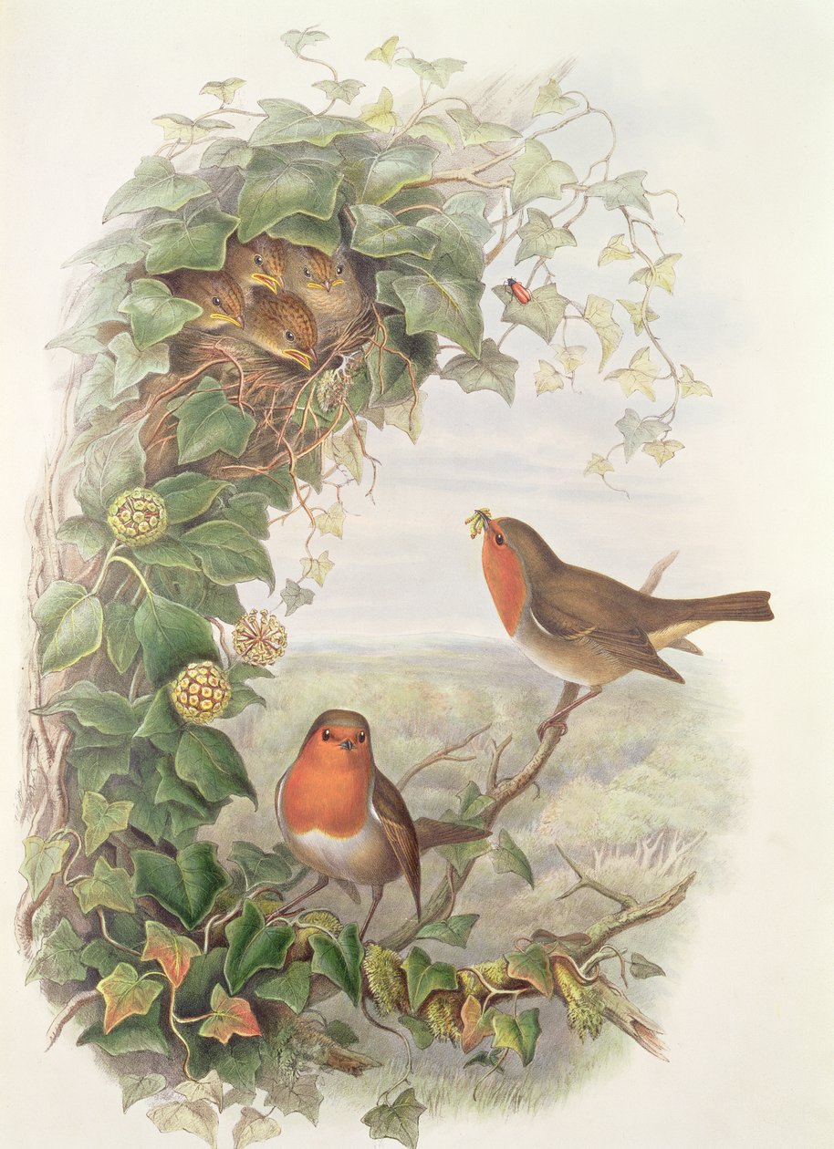ರಾಬಿನ್, 1873 (ಡಬ್ಲ್ಯೂಸಿ, ಕಾಗದದ ಮೇಲೆ ಪೆನ್ಸಿಲ್) ಟರ್ಕ್ by John Gould