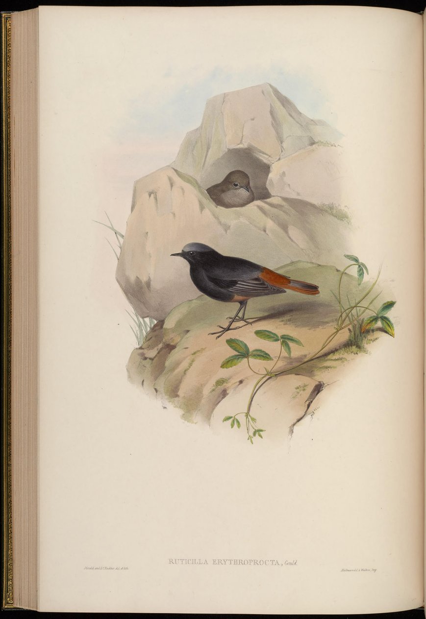 Ruticilla erythroprocta = Phoenicurus ochruros by John Gould
