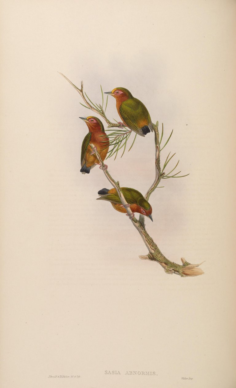 Sasia Abnormis by John Gould