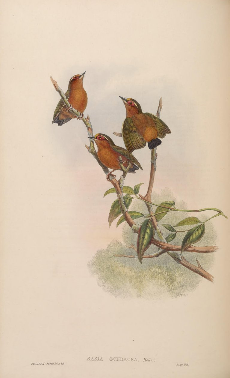 sasia ochracea by John Gould