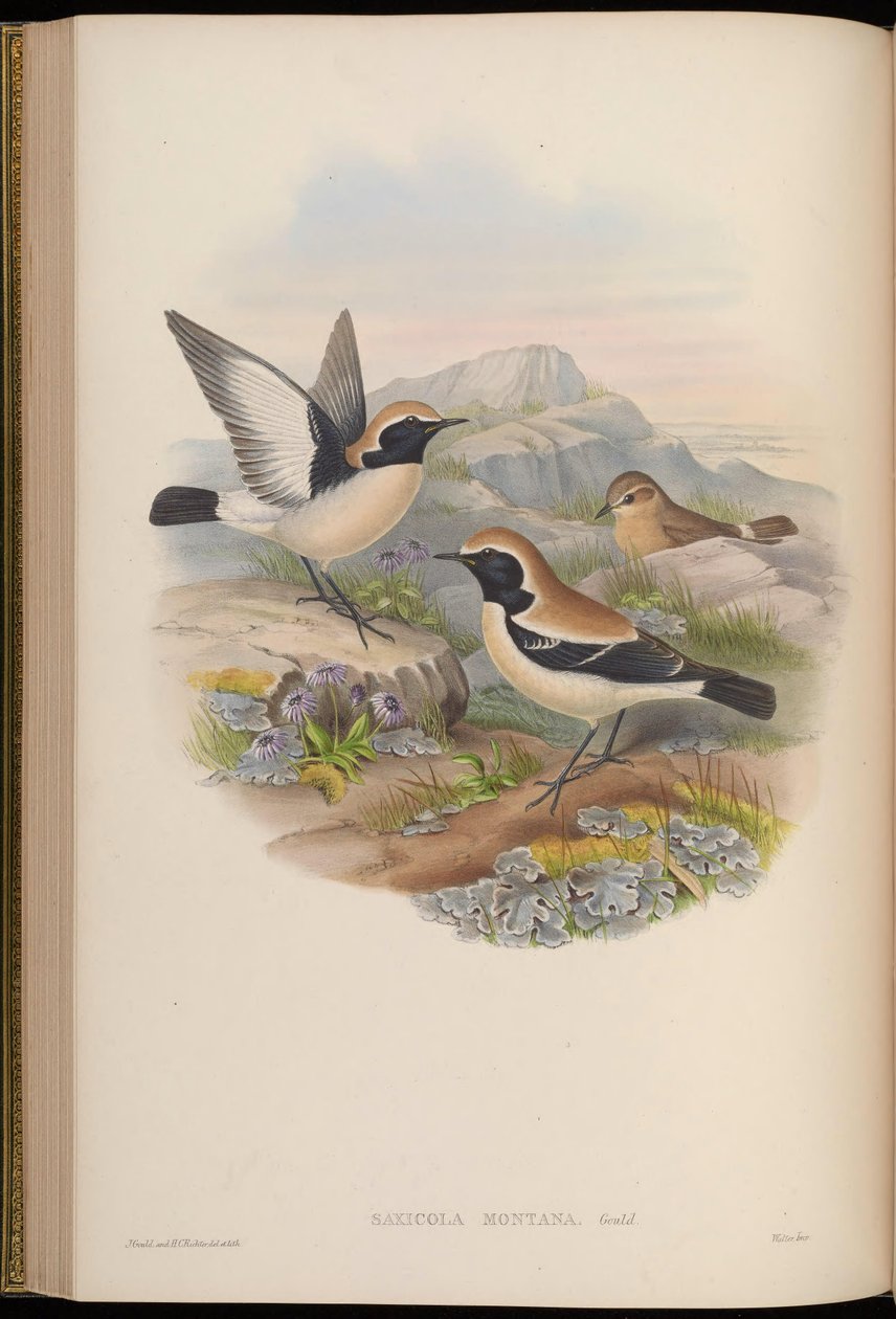 Saxicola montana = Oenanthe çölü by John Gould