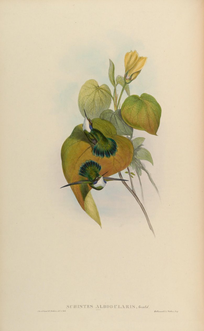 Schistes albogularis = Schistes geoffroyi albogularis by John Gould