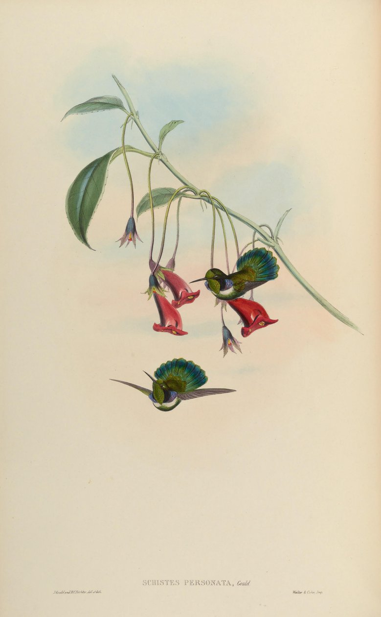 Schistes personata = Schists geoffroyi albogularis by John Gould