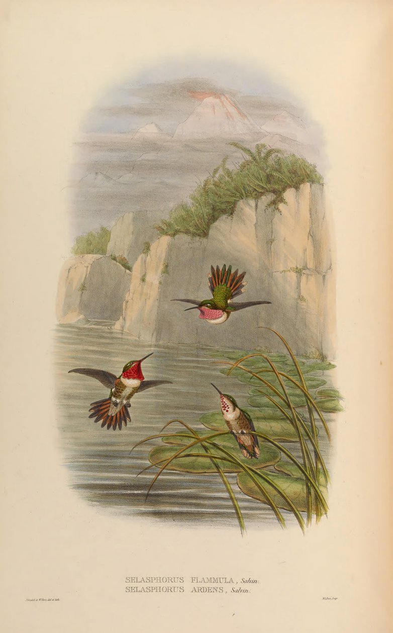 Selasphorus ardens Erkek, Dişi Selasphorus flammula Erkek by John Gould