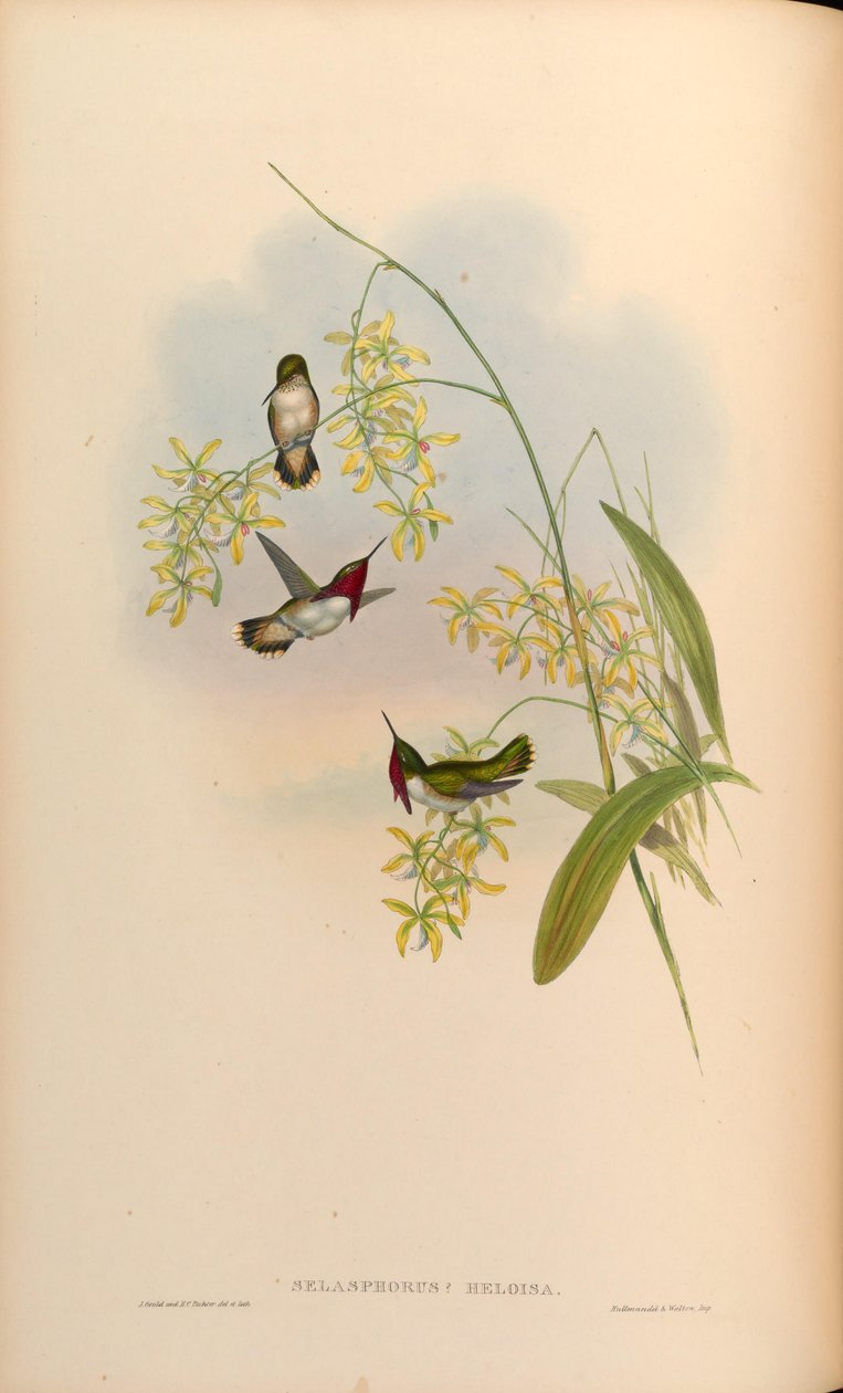 Selasphorus heloisa = Bu heloisae by John Gould