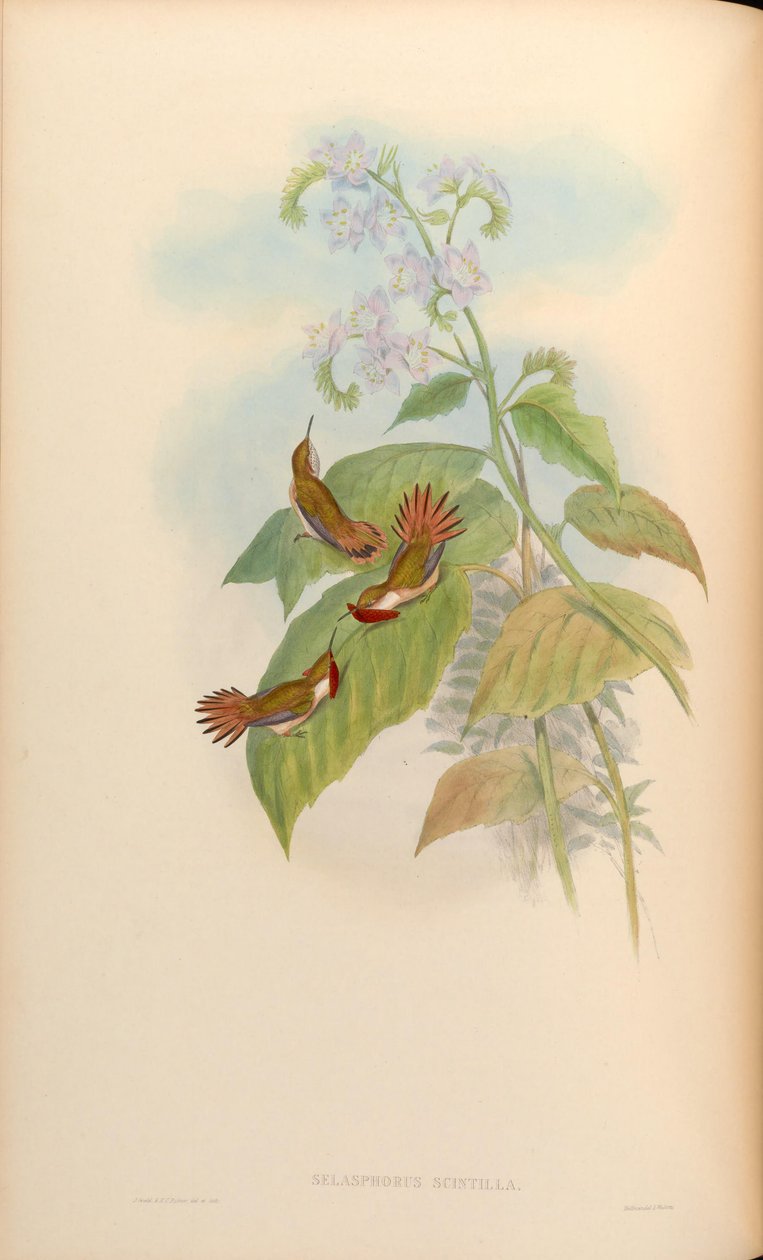 selasphorus sintili by John Gould