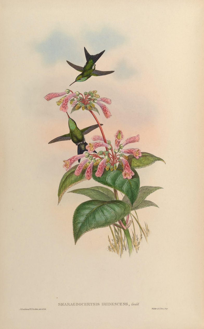 Smaragdochrysis iridescens = Chlorostilbon aureoventris X Calliphlox ametistin by John Gould