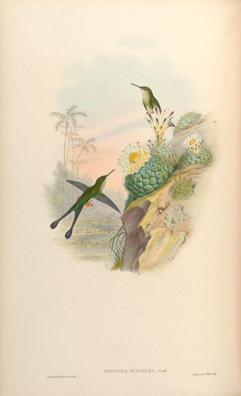 Spathura scissiura = Ocreatus underwoodii peruanus by John Gould