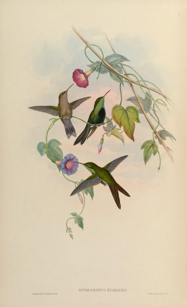 Sporadinus elegans = Klorostilbon swainsonii by John Gould