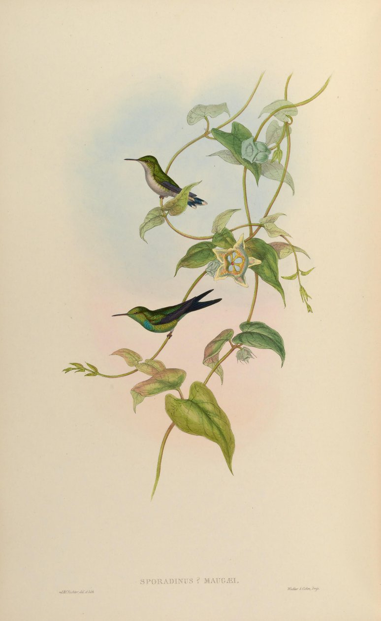 Sporadinus maugaei = Klorostilbon maugaeus by John Gould