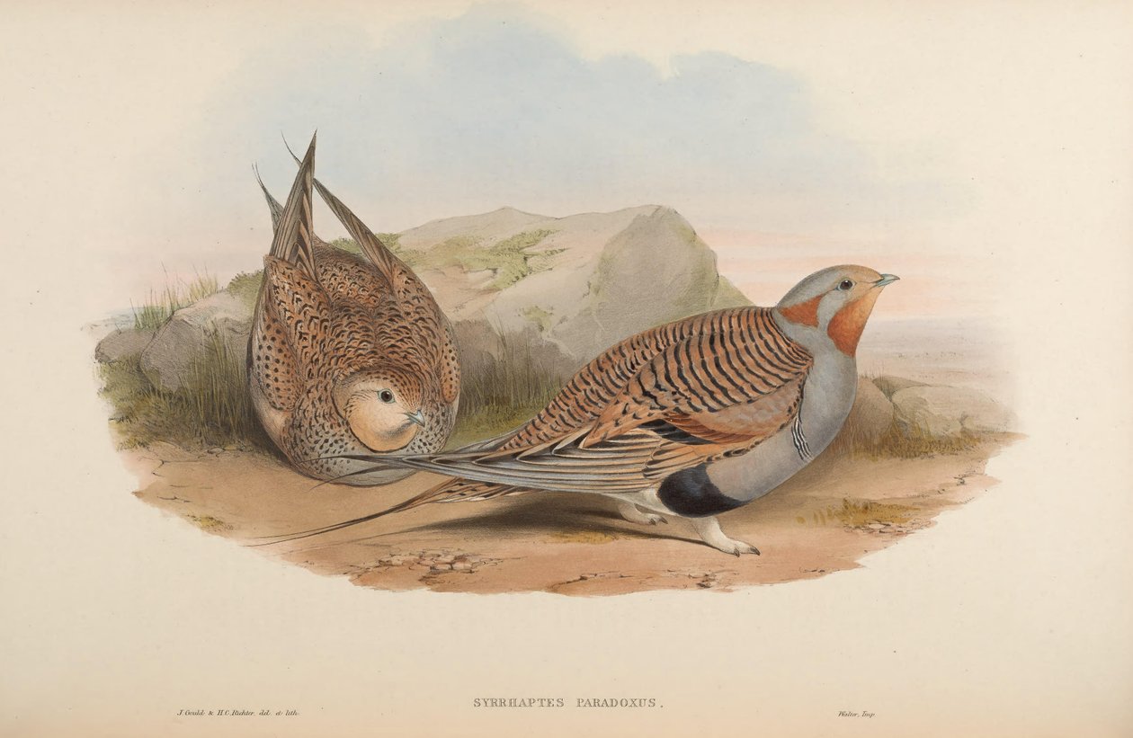 şurup paradoksu by John Gould