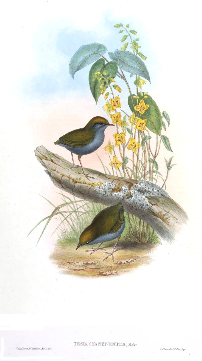 tez siyanürleyici by John Gould