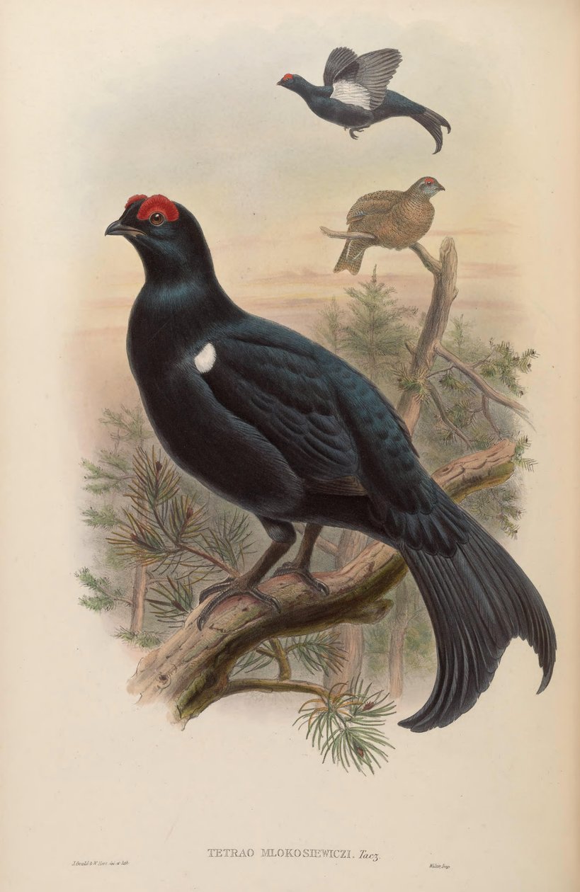 Tetrao mlokosiewiczi by John Gould