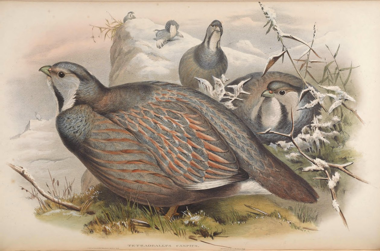 Tetraogallus caspius by John Gould