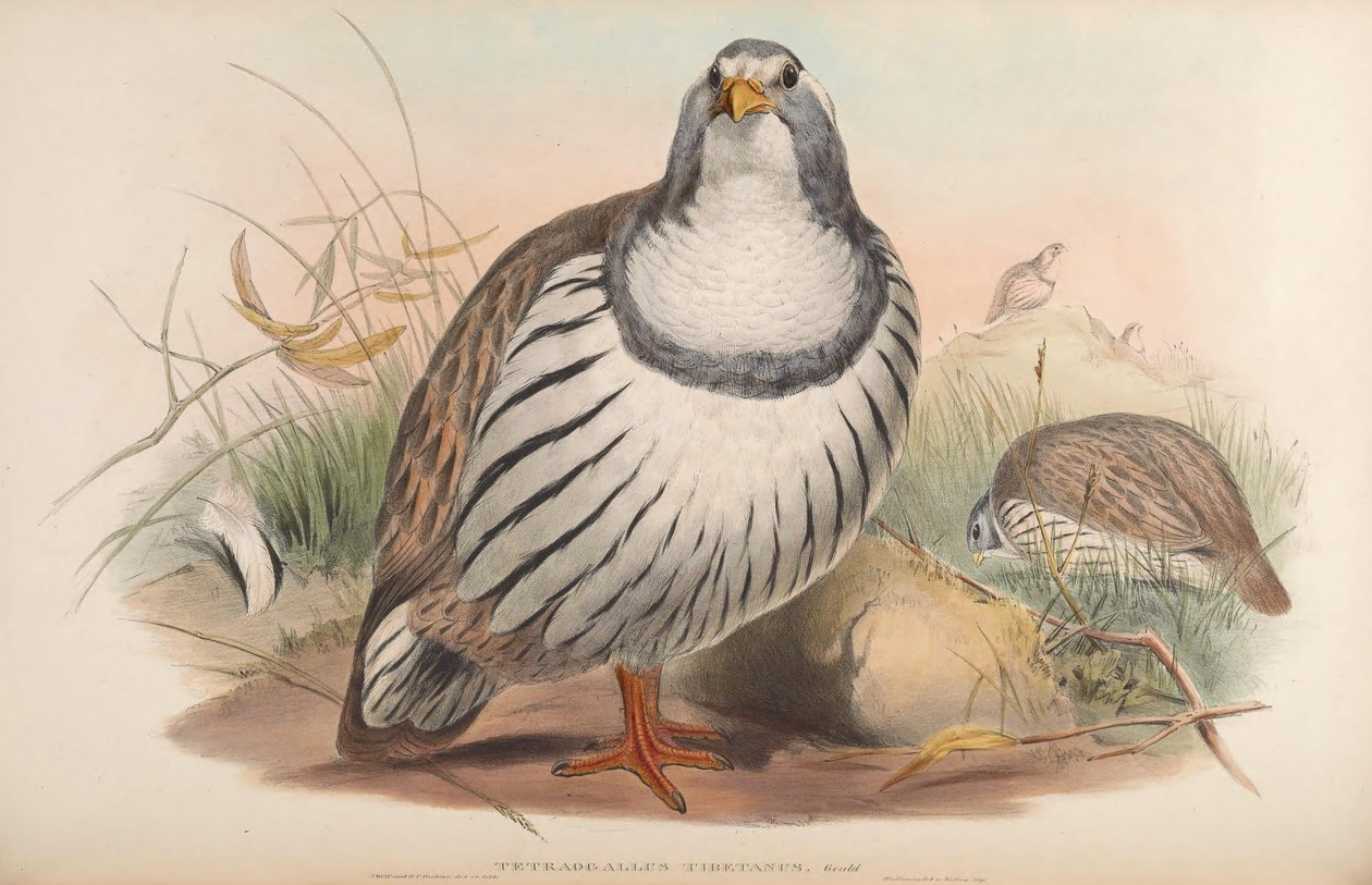 Tetraogallus tibetanus by John Gould