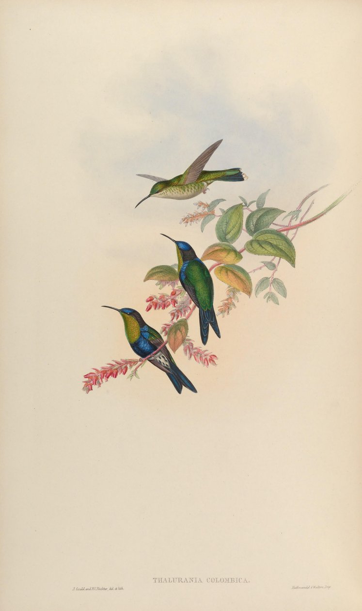 Thalurania kolombiya by John Gould