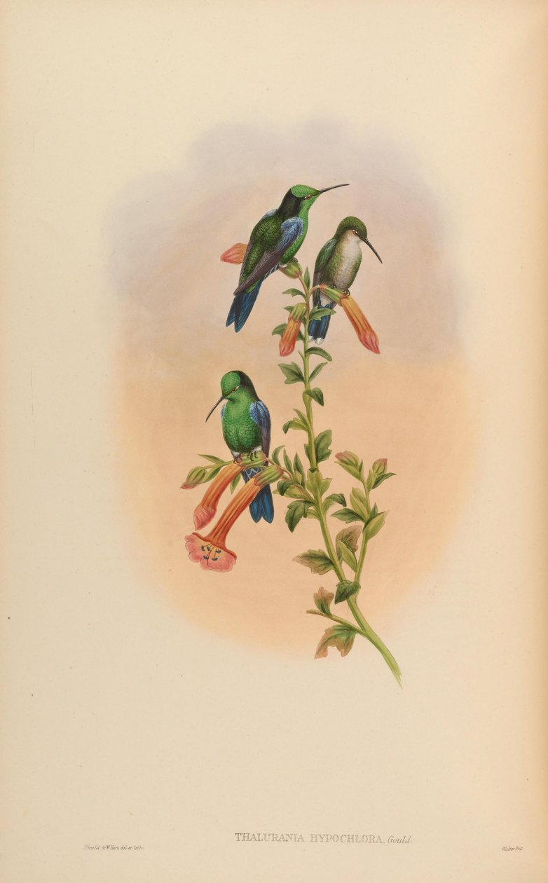 Thalurania hipoklora = Thalurania fannyi hipoklora by John Gould