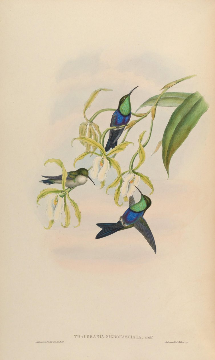 Thalurania nigrofasciata = Thalurania furcata nigrofasciata by John Gould