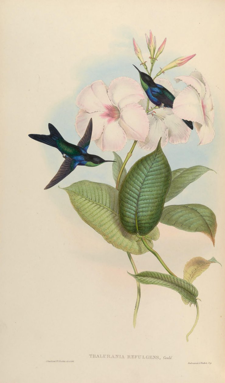Thalurania refulgens = Thalurania furcata by John Gould