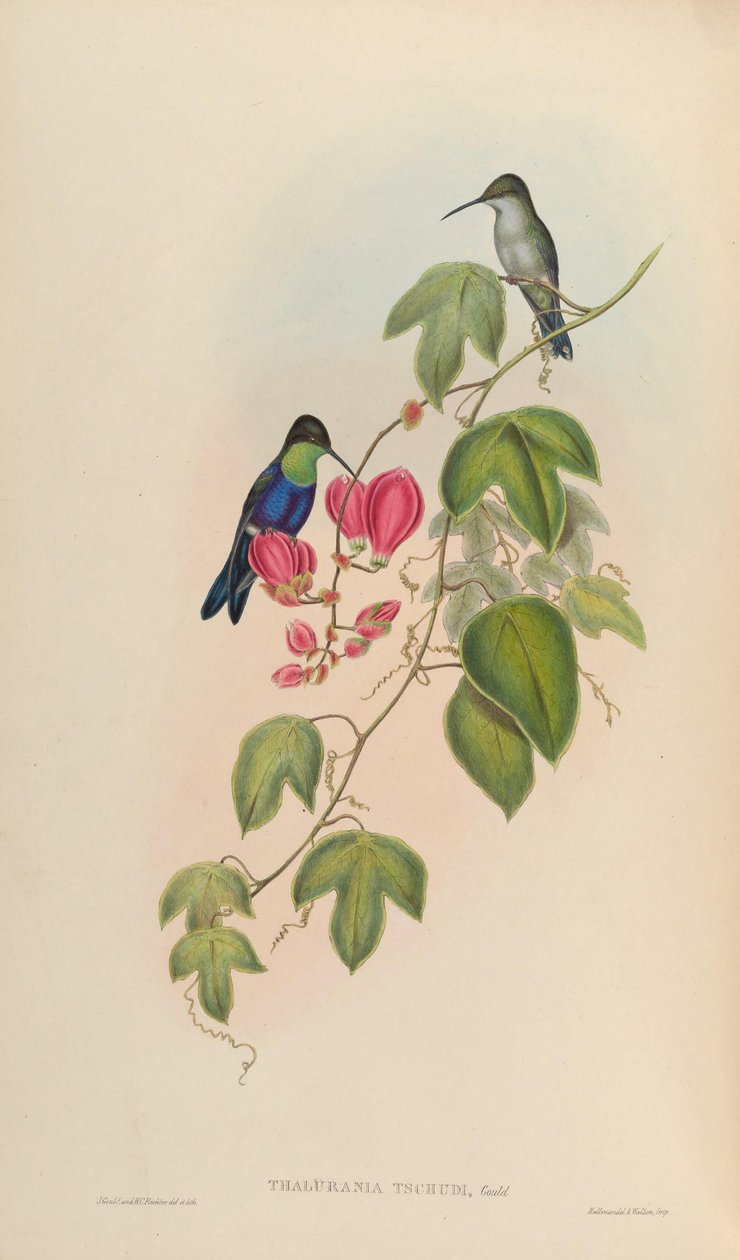 Thalurania tschudii = Thalurania furcata nigrofasciata by John Gould