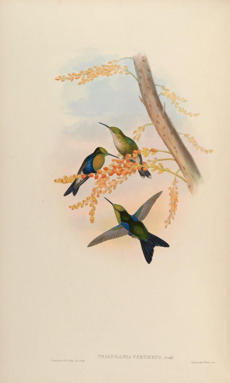 Thalurania tepe noktaları = Thalurania fannyi tepe noktaları[2] by John Gould