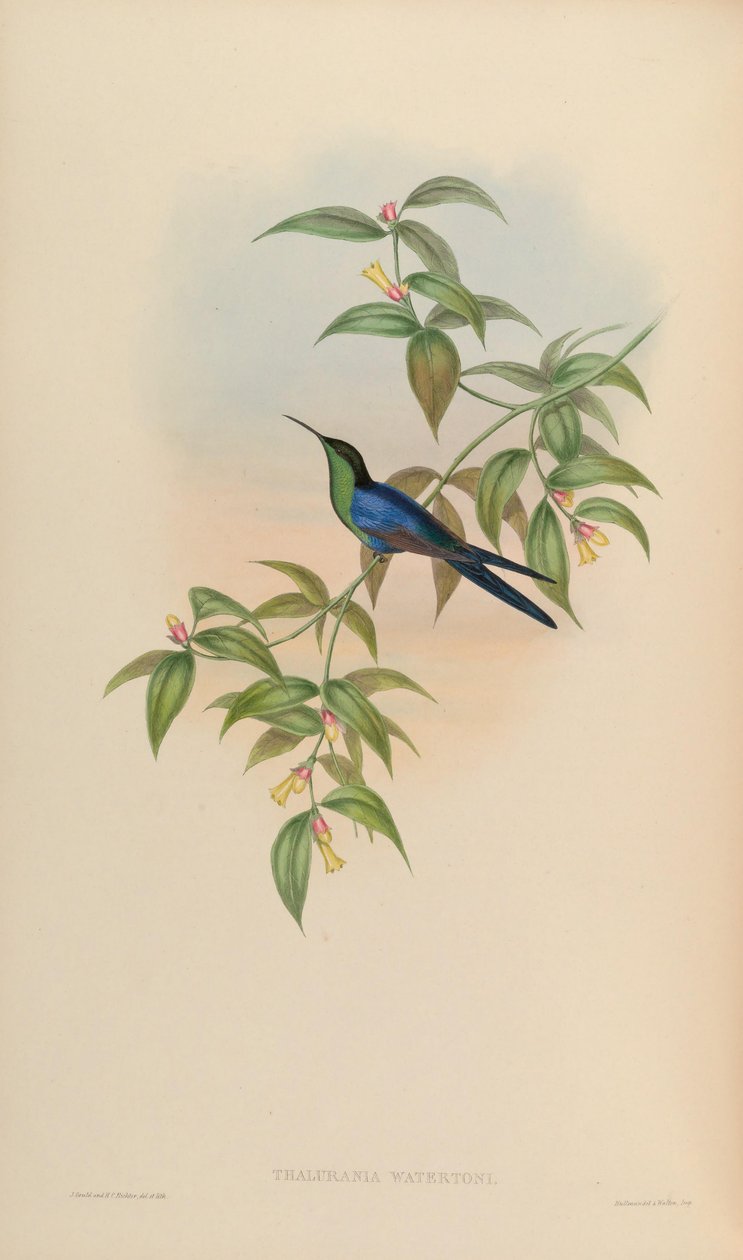 Thalurania su toniği by John Gould