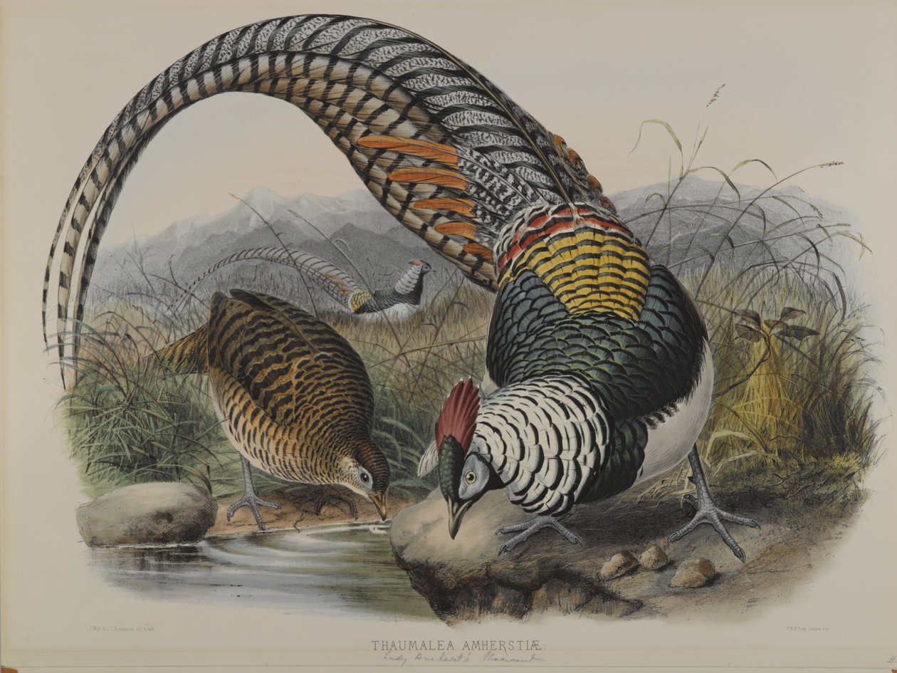 Ceriornis satire by John Gould