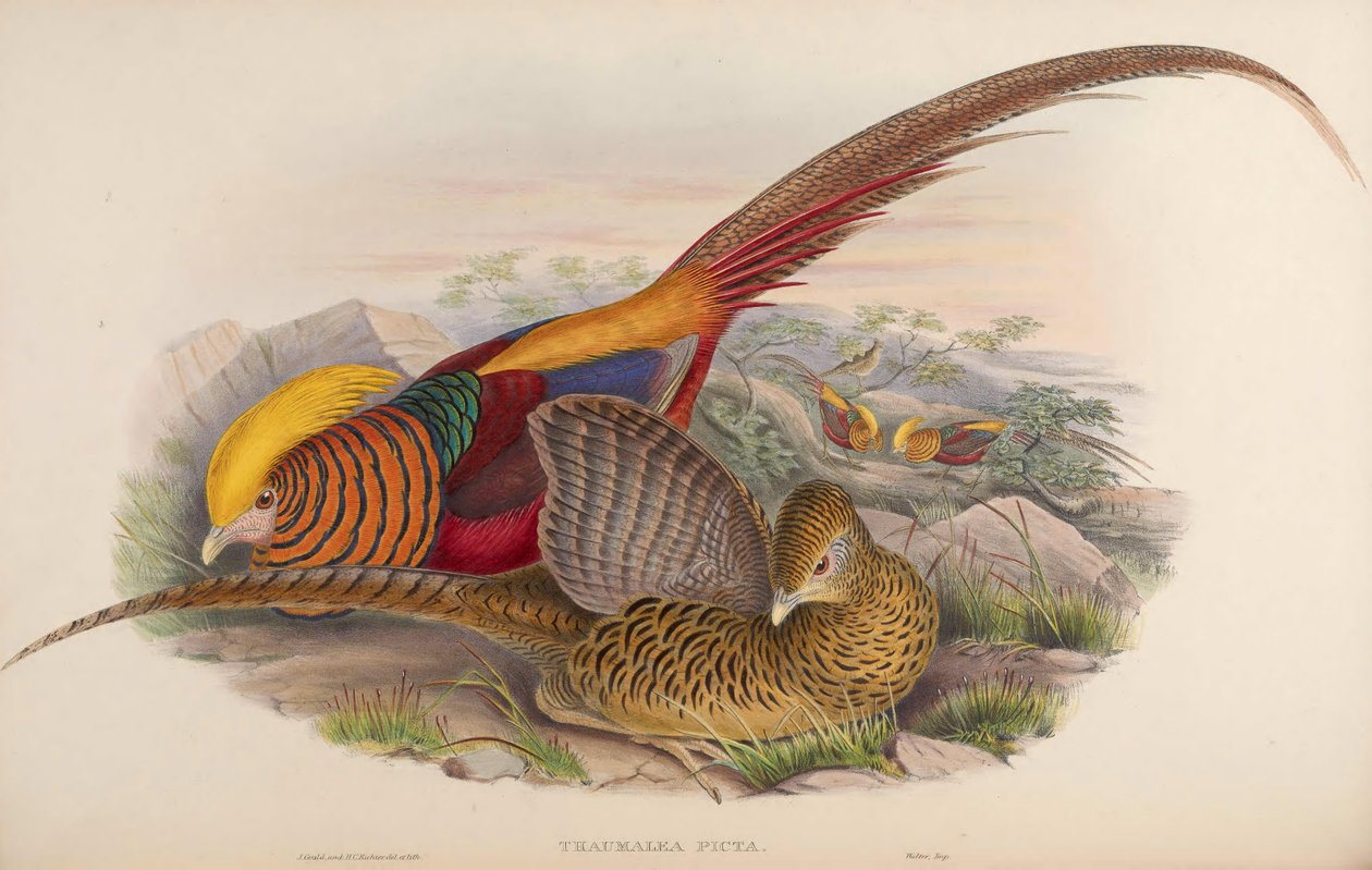 Thaumalea picta = Chrysolophus pictus by John Gould
