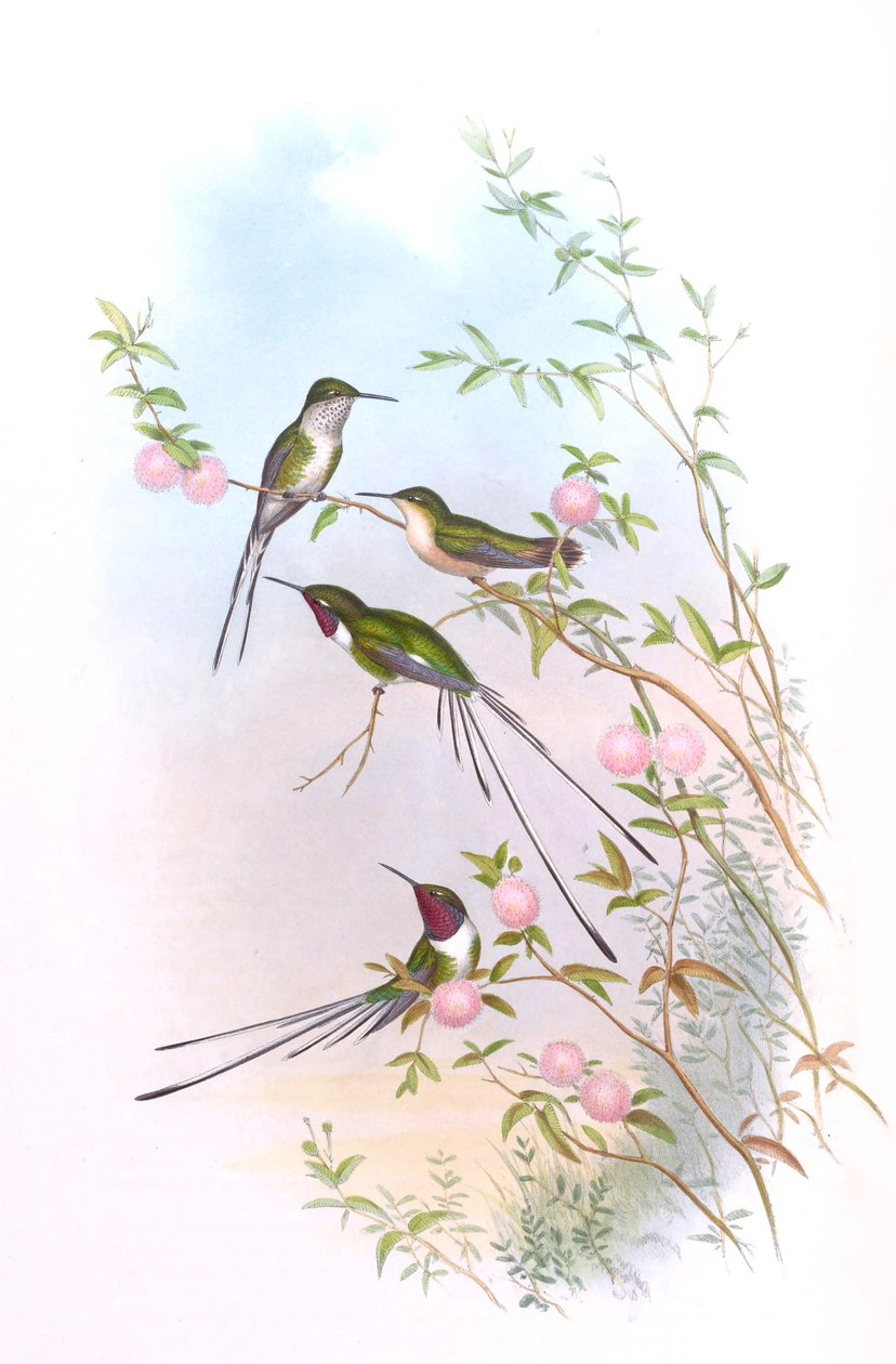 John Gould