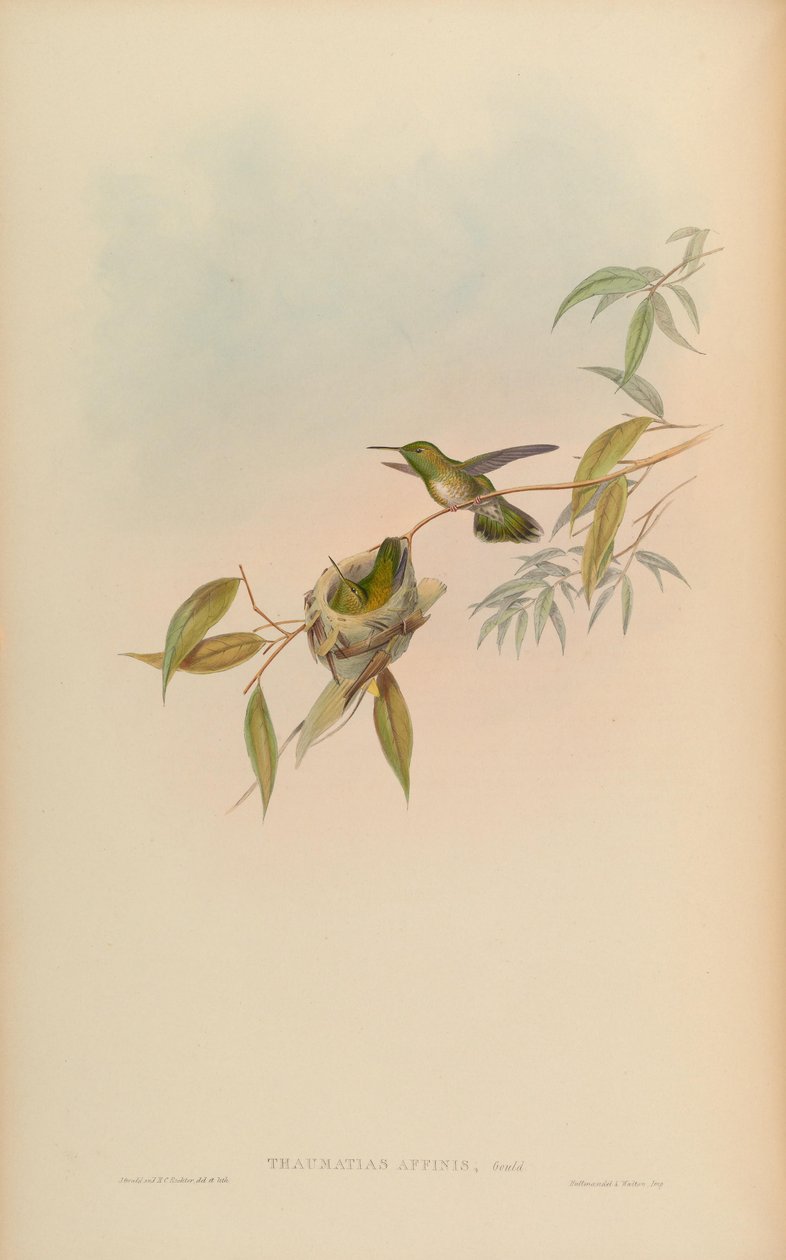 Thaumatias affinis = Amazilia versicolorgould İndeksi by John Gould